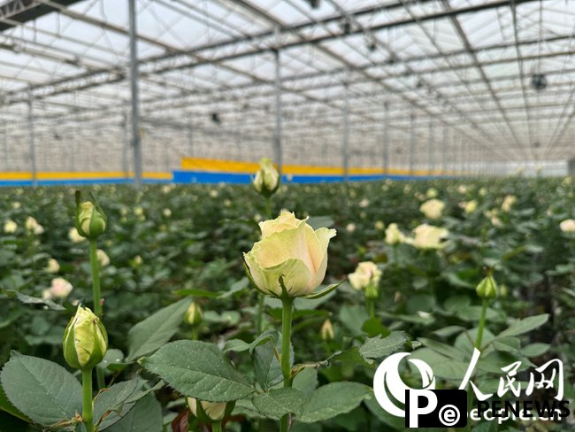 Flower industry thrives in Lanzhou New Area, NW China