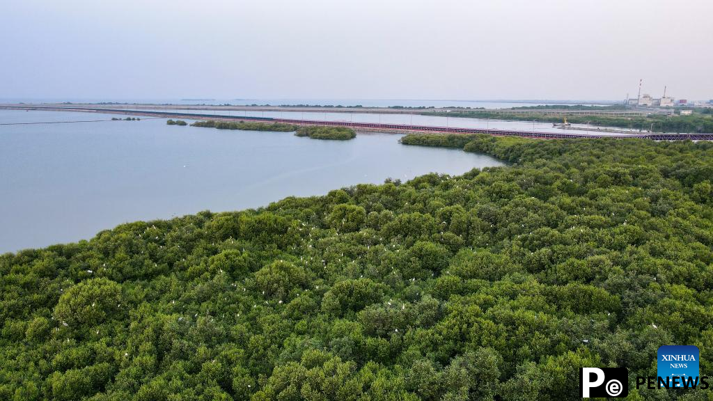 Chinese, Indonesian firms mark mangrove conservation day with community event