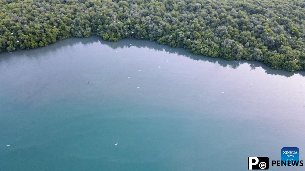 Chinese, Indonesian firms mark mangrove conservation day with community event