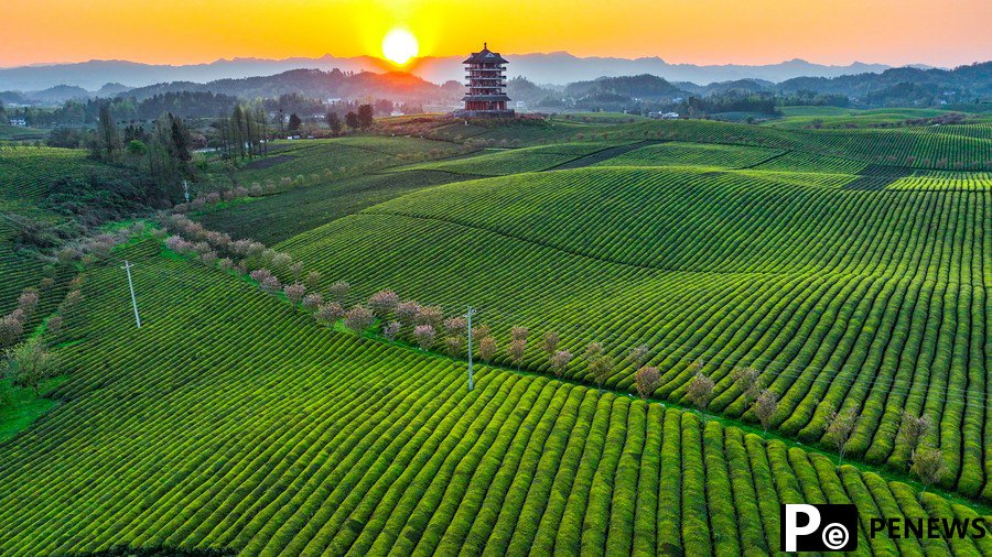 Tea industry thrives in Qiannan, SW China