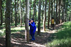Hainan’s natural rubber reaches global market