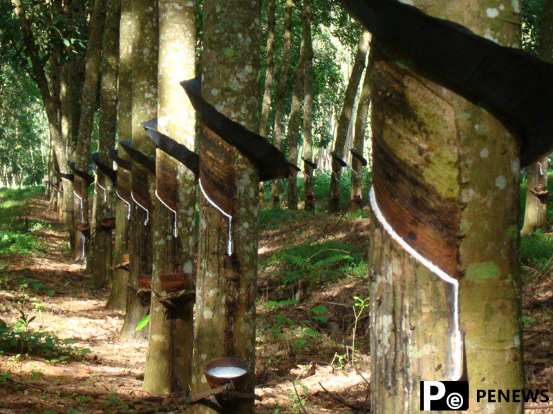 Hainan’s natural rubber reaches global market