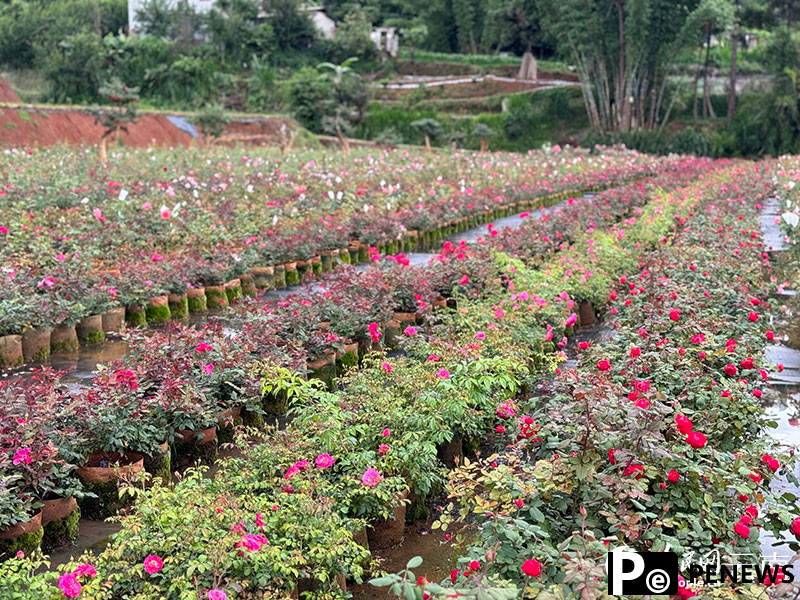 Floral expert dedicated to developing new varieties of Chinese roses
