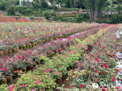 Floral expert dedicated to developing new varieties of Chinese roses