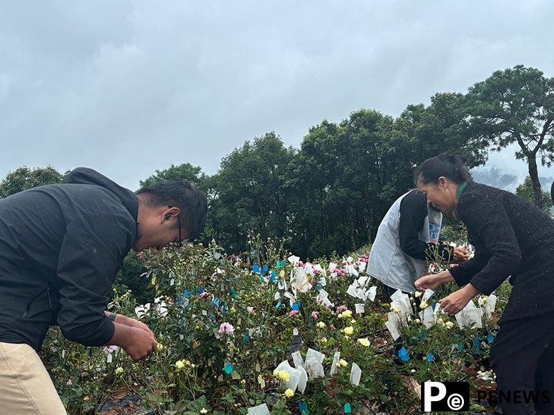 Floral expert dedicated to developing new varieties of Chinese roses