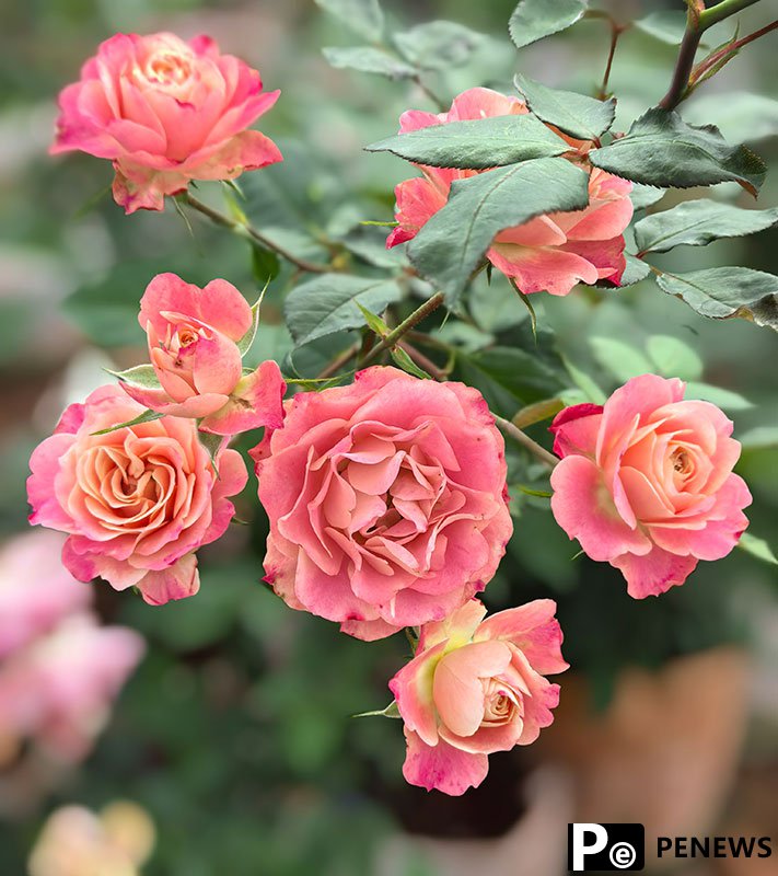 Floral expert dedicated to developing new varieties of Chinese roses