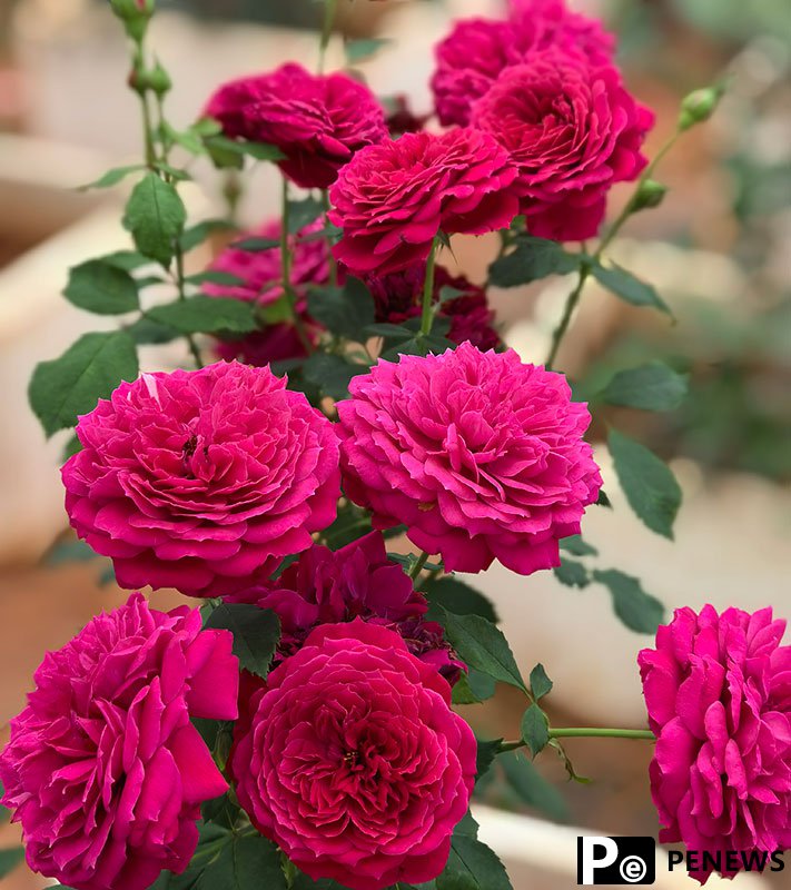 Floral expert dedicated to developing new varieties of Chinese roses