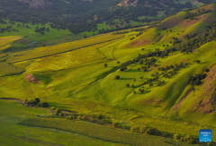 Sunset scenery at Wulanmaodu pasture in Inner Mongolia