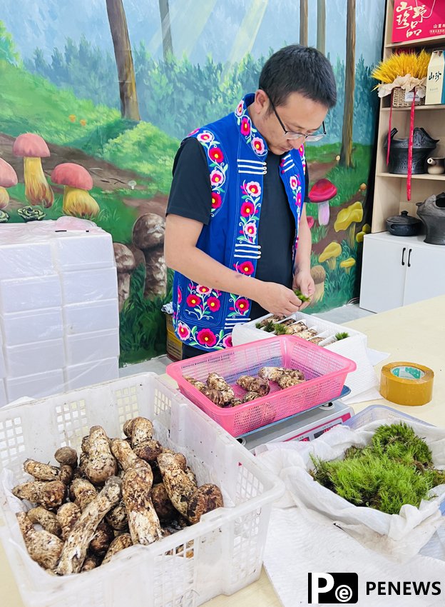 Edible wild mushrooms pave way to prosperity in Nanhua county, SW China’s Yunnan