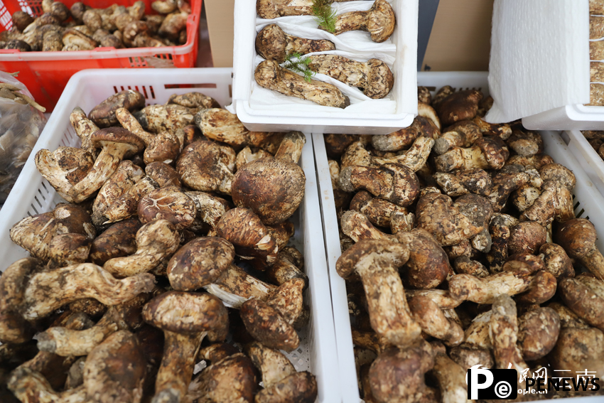 Edible wild mushrooms pave way to prosperity in Nanhua county, SW China’s Yunnan