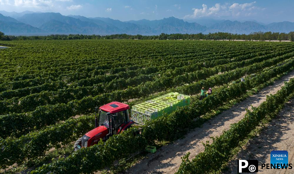Workers harvest white wine grapes in Ningxia, NW China