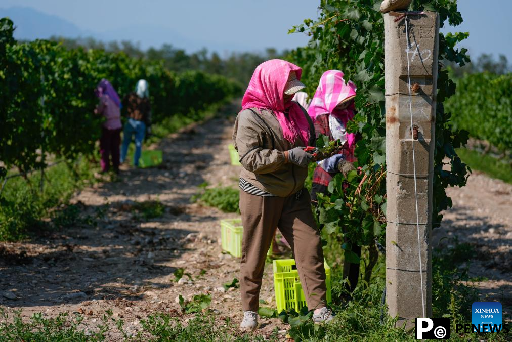 Workers harvest white wine grapes in Ningxia, NW China