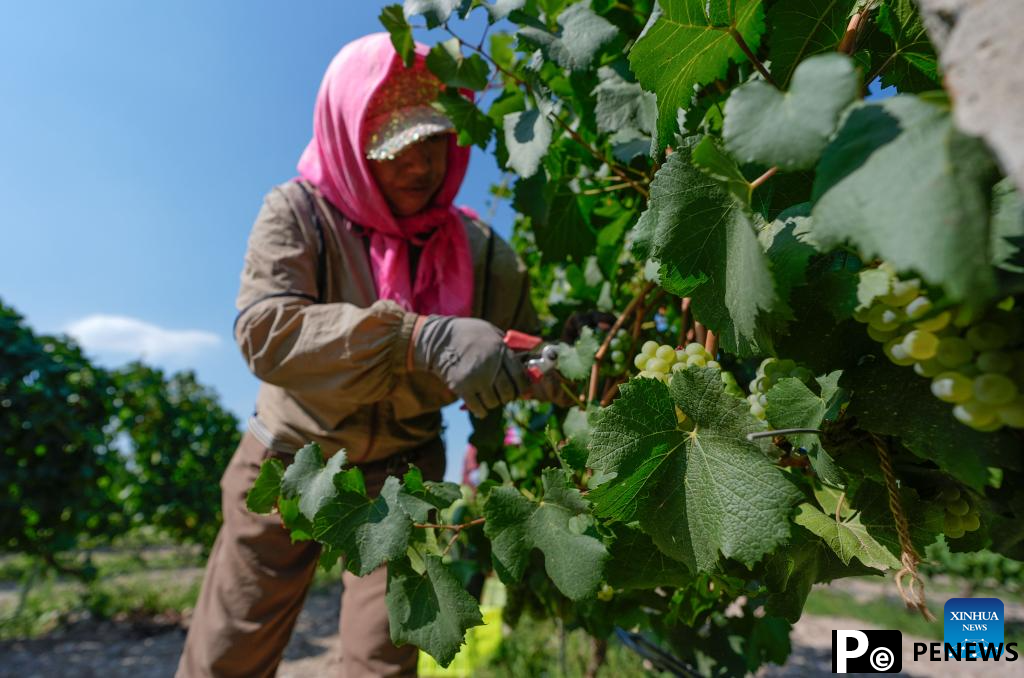 Workers harvest white wine grapes in Ningxia, NW China