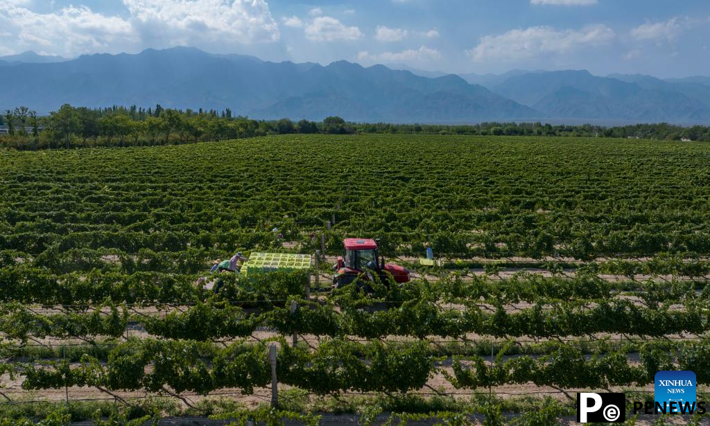 Workers harvest white wine grapes in Ningxia, NW China