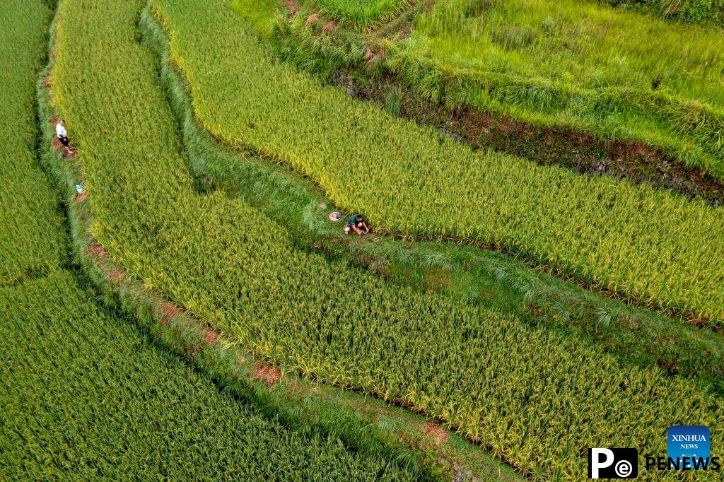 In pics: beautiful scenery, joyful life in Basha Village, SW China
