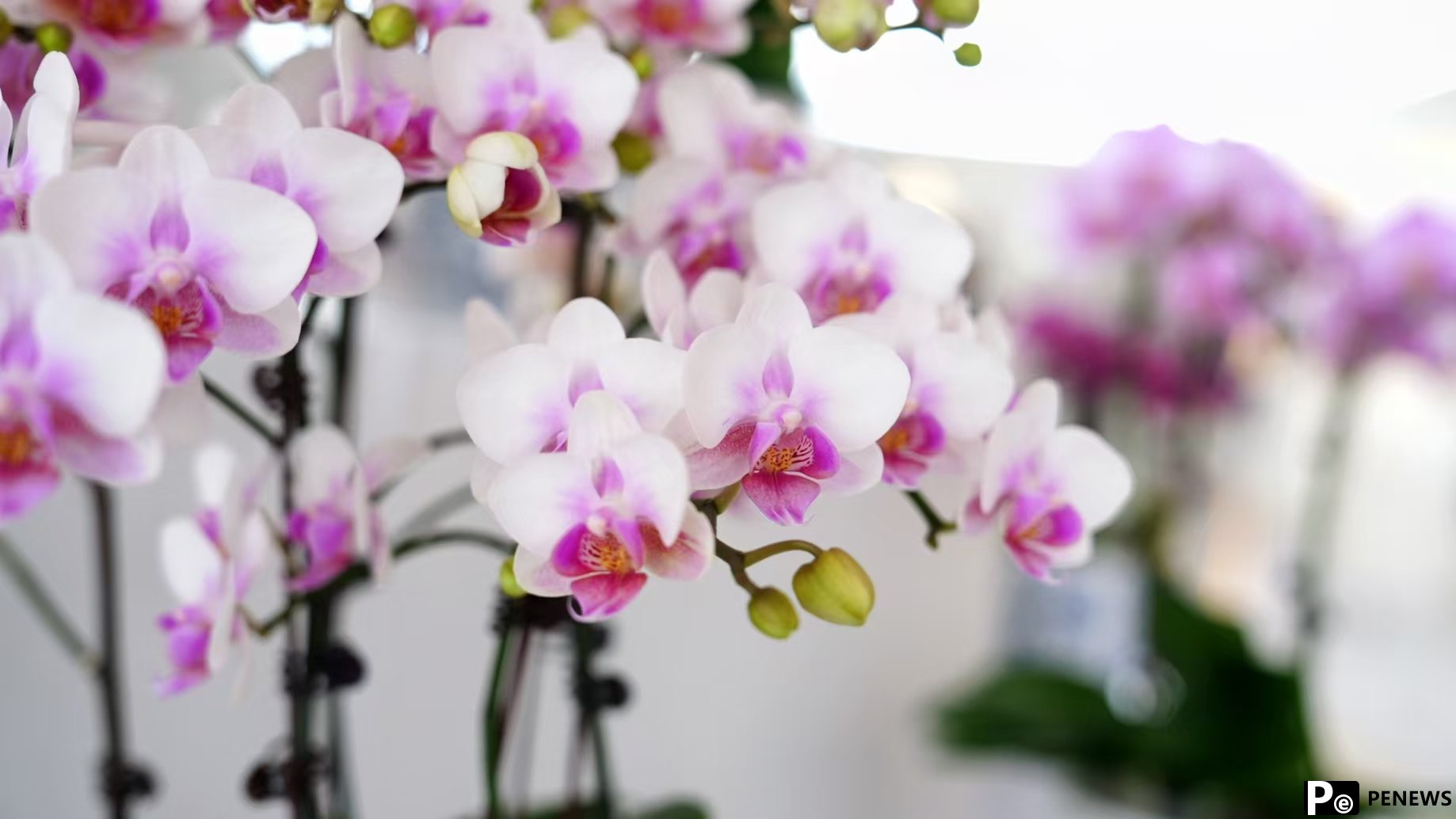 Town in SE China’s Fujian turns mining area into moth orchid greenhouses