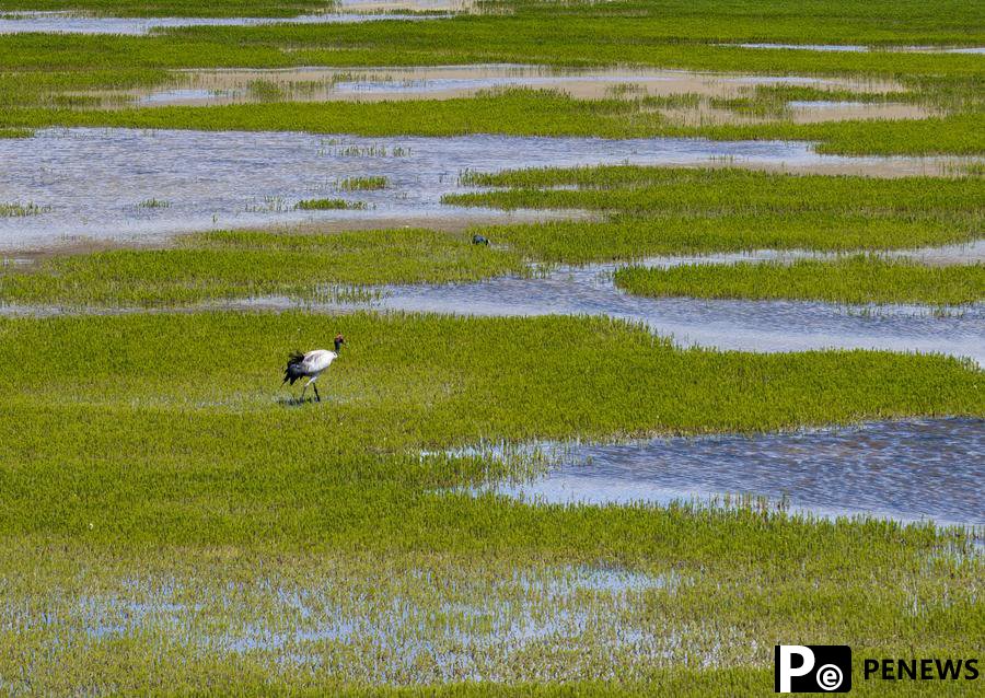 Scientific surveys valuable in safeguarding ecology on ＂roof of the world＂