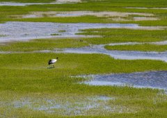 Scientific surveys valuable in safeguarding ecology on ＂roof of the world＂