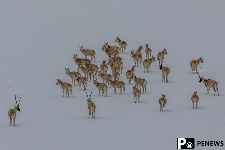 Scientific surveys valuable in safeguarding ecology on ＂roof of the world＂