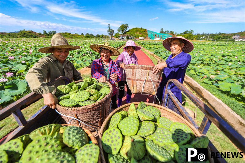 White lotus becomes thriving industry in Guangchang, E China