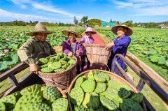 White lotus becomes thriving industry in Guangchang, E China's Jiangxi