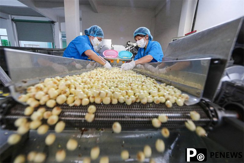 White lotus becomes thriving industry in Guangchang, E China