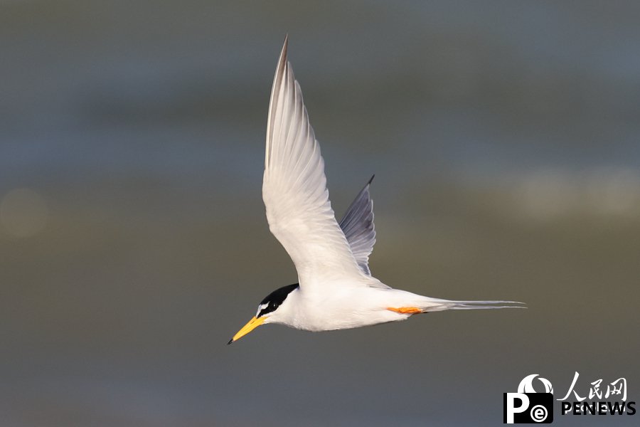 In pics: Little terns nest, take care of offspring in Xiamen, SE China