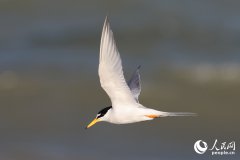 In pics: Little terns nest, take care of offspring in Xiamen, SE China's Fujian