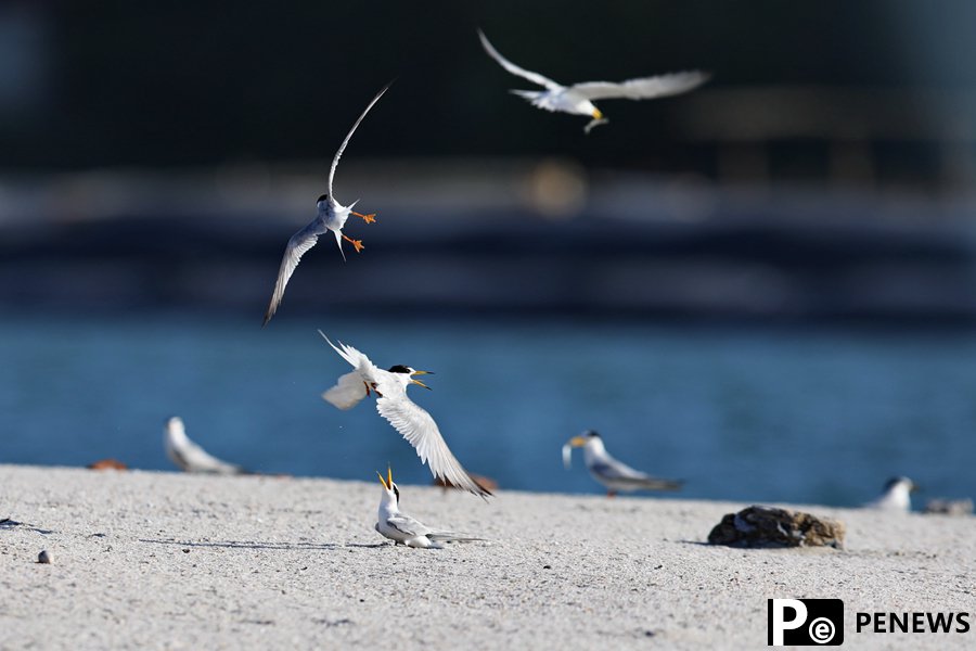 In pics: Little terns nest, take care of offspring in Xiamen, SE China
