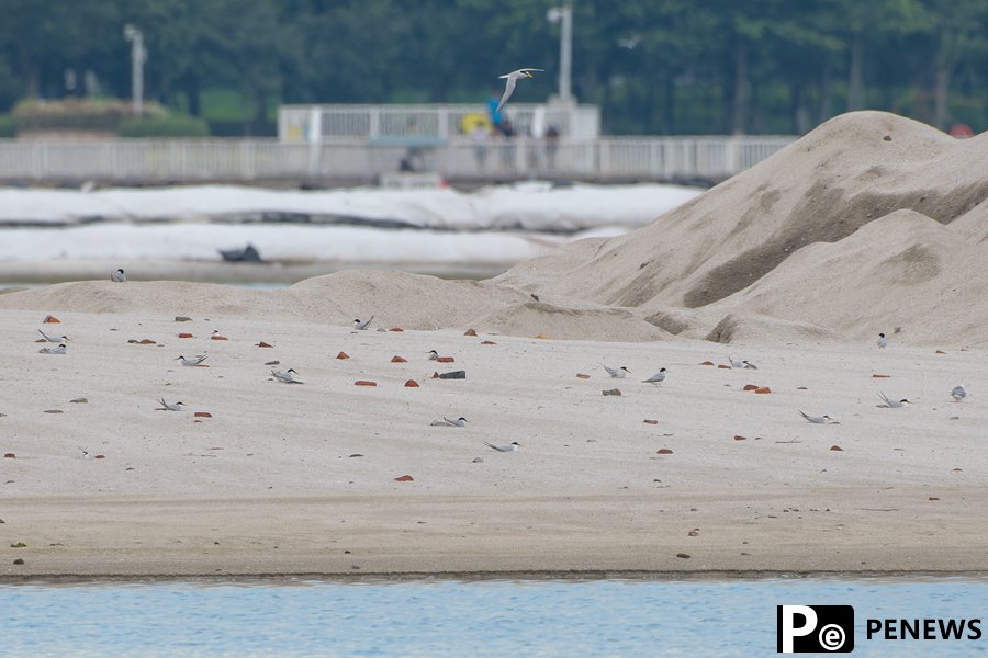 In pics: Little terns nest, take care of offspring in Xiamen, SE China