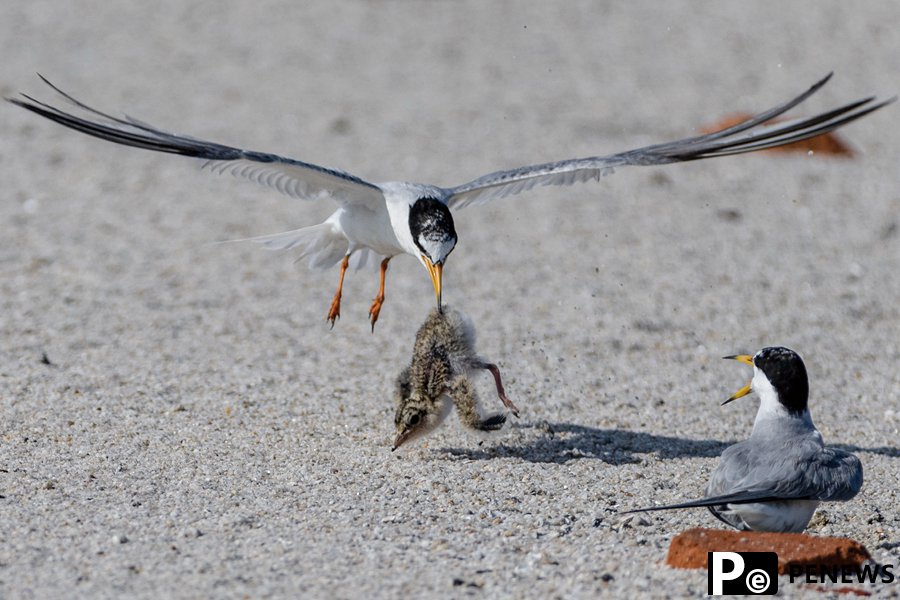 In pics: Little terns nest, take care of offspring in Xiamen, SE China