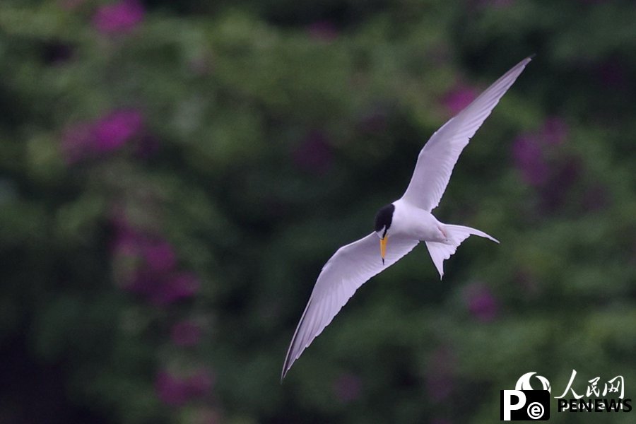 In pics: Little terns nest, take care of offspring in Xiamen, SE China