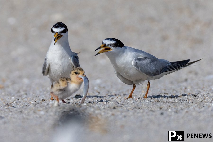 In pics: Little terns nest, take care of offspring in Xiamen, SE China