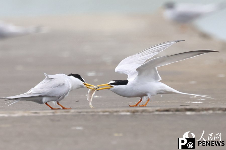 In pics: Little terns nest, take care of offspring in Xiamen, SE China