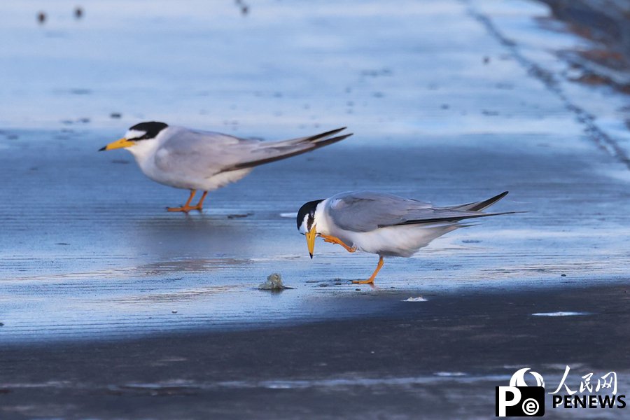 In pics: Little terns nest, take care of offspring in Xiamen, SE China