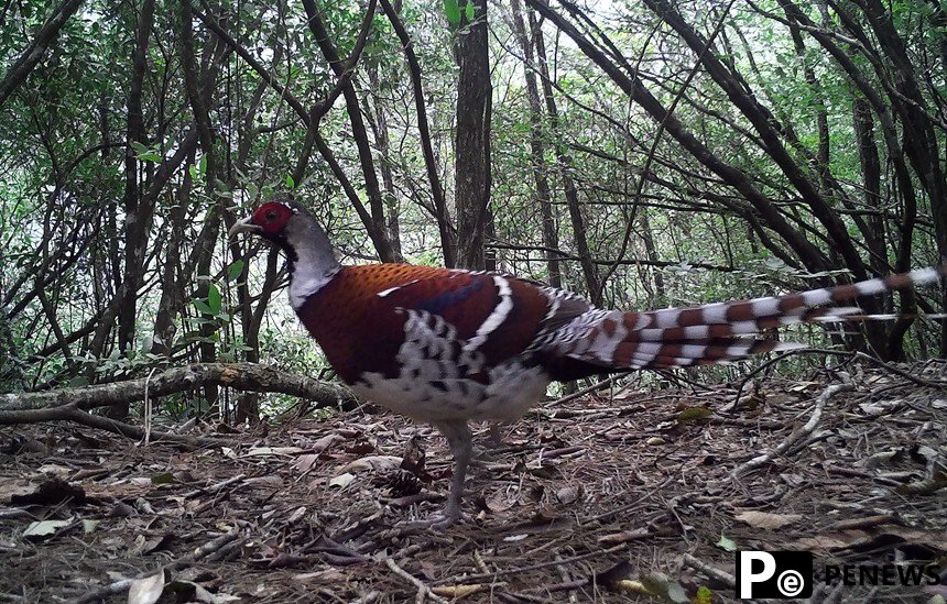 A glimpse at protected wild animals at Mao