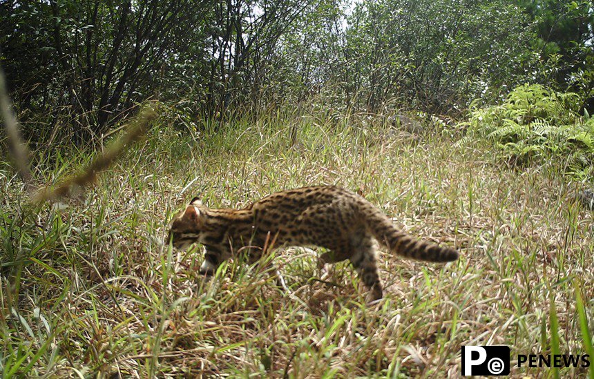 A glimpse at protected wild animals at Mao