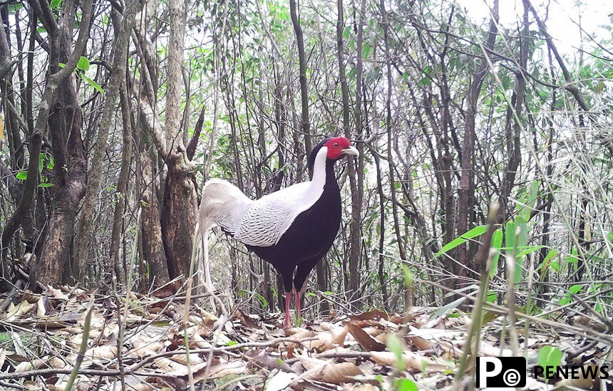 A glimpse at protected wild animals at Mao
