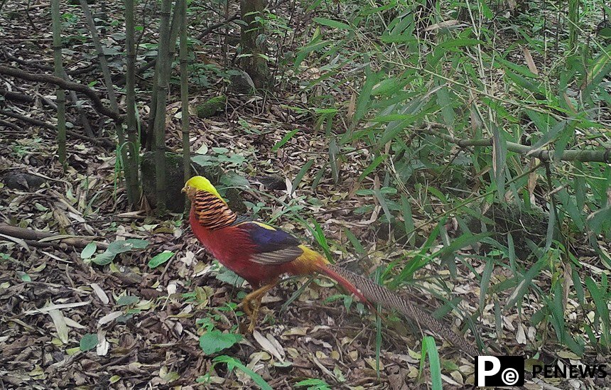 A glimpse at protected wild animals at Mao