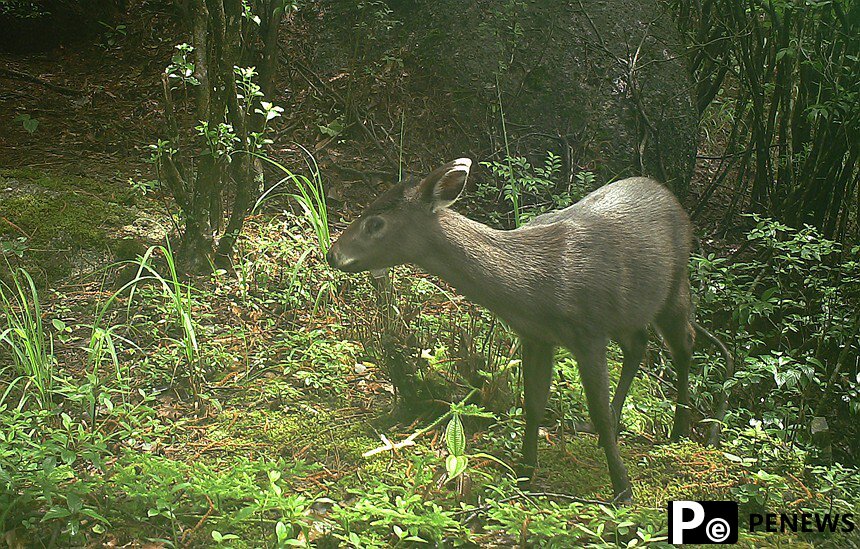 A glimpse at protected wild animals at Mao
