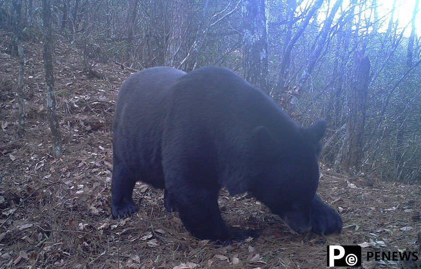 A glimpse at protected wild animals at Mao
