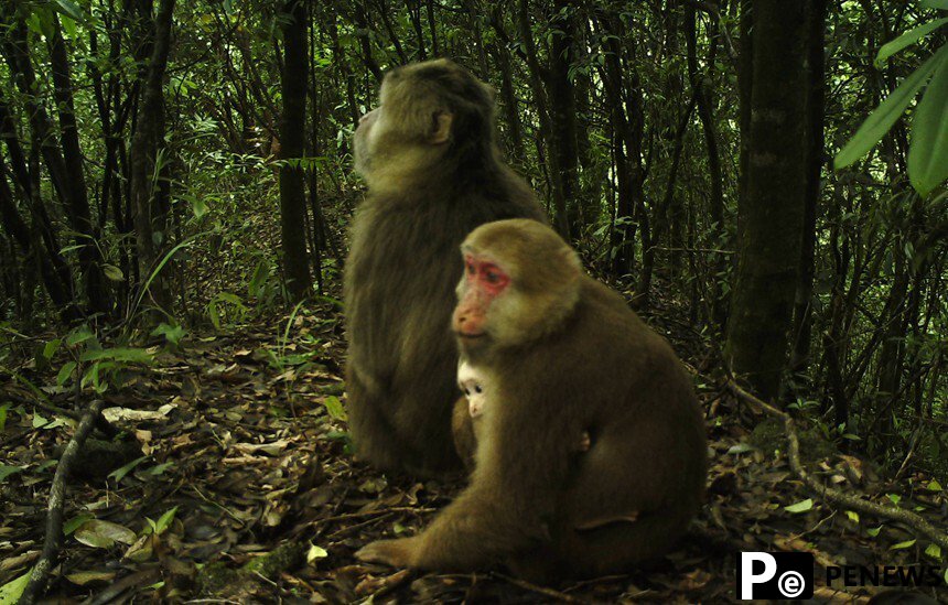 A glimpse at protected wild animals at Mao