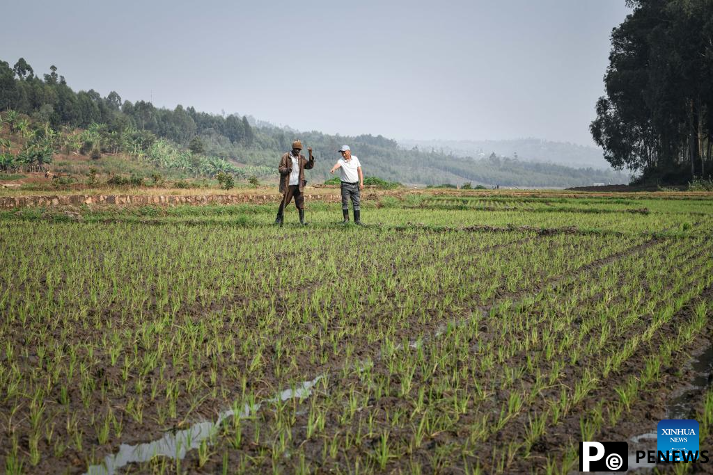 Chinese experts contribute to agricultural upgrade in Rwanda