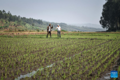 Chinese experts contribute to agricultural upgrade in Rwanda