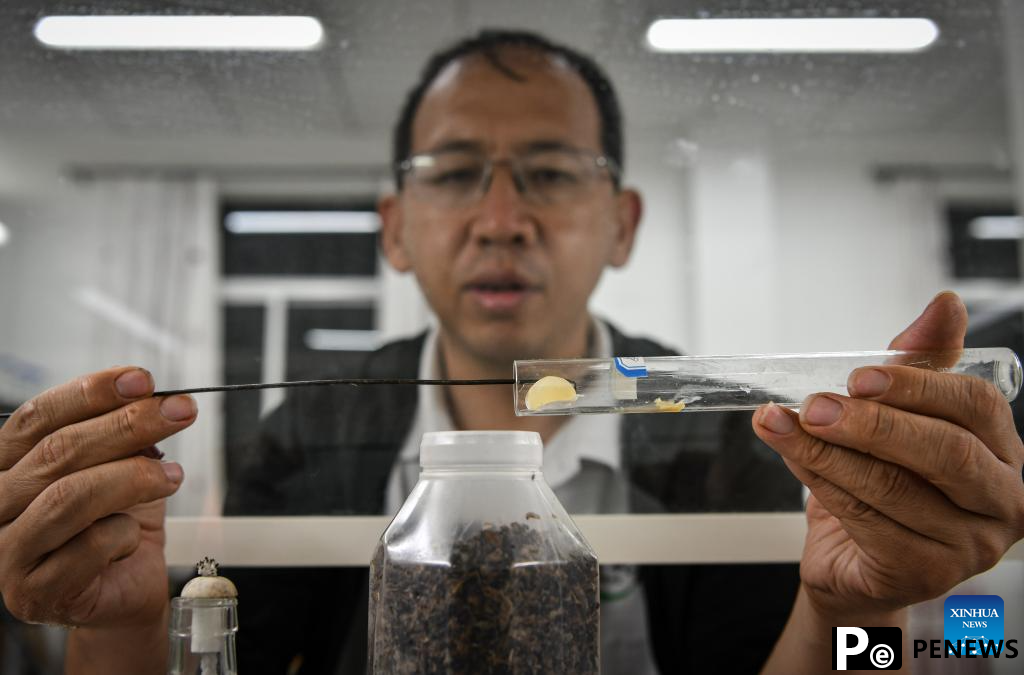 Chinese experts contribute to agricultural upgrade in Rwanda
