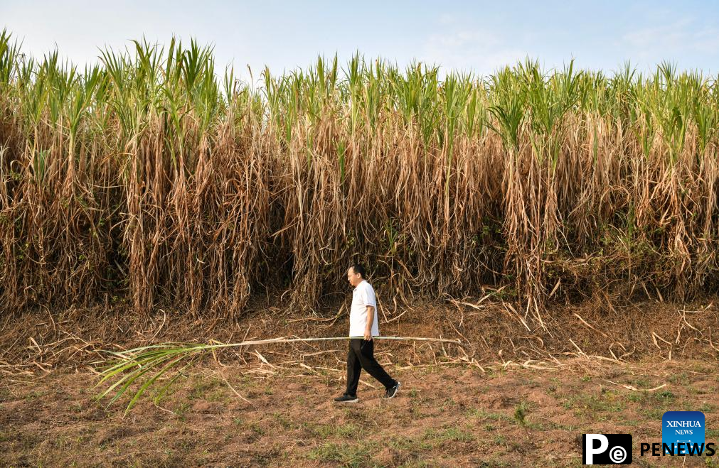 Chinese experts contribute to agricultural upgrade in Rwanda