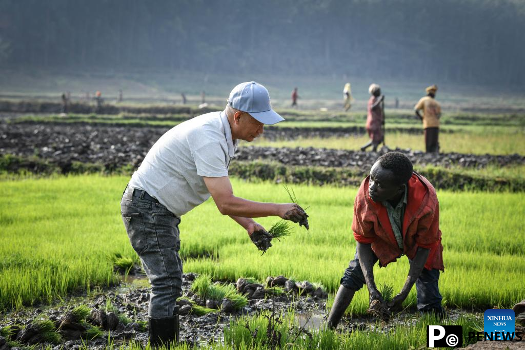 Chinese experts contribute to agricultural upgrade in Rwanda