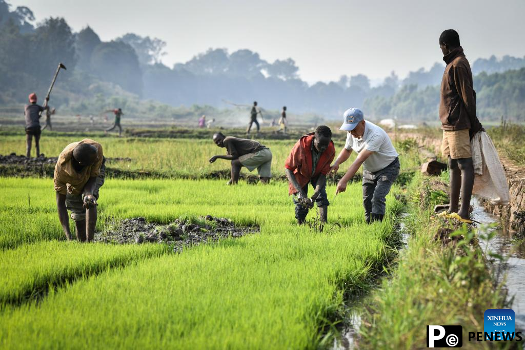 Chinese experts contribute to agricultural upgrade in Rwanda
