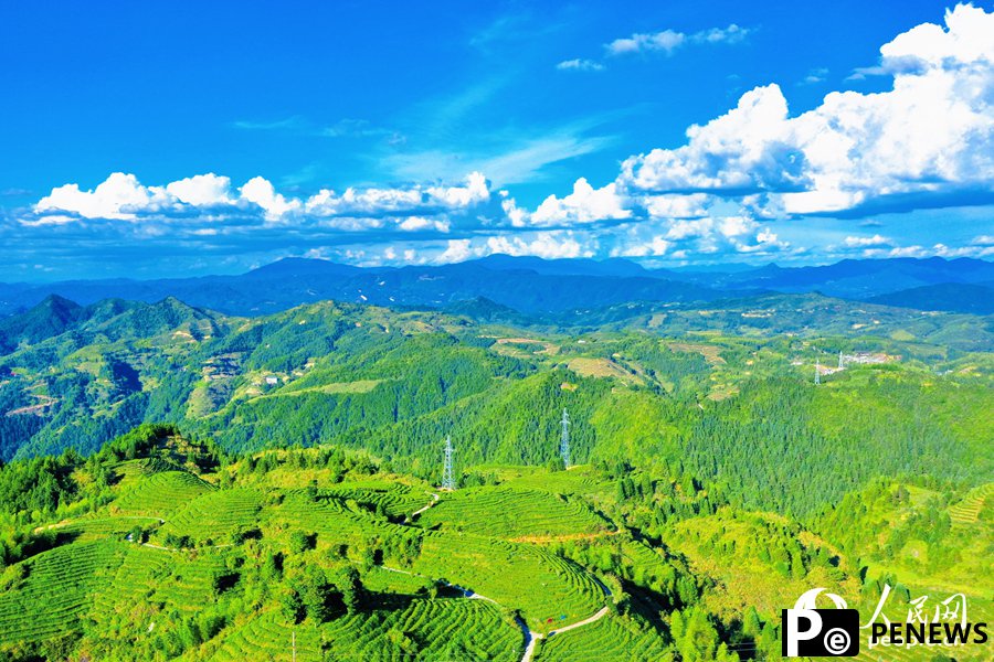 Tea variety introduced from the Taiwan region thrives in Fujian