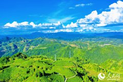 Tea variety introduced from the Taiwan region thrives in Fujian